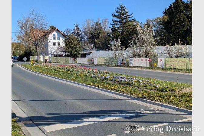 Foto: mpk
Die Verkehrsinsel am Okrifteler Ortseingang blüht schon heute in vielen Farben.