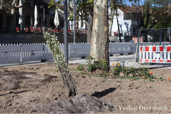 Foto: gus
Die Bepflanzung der Grünflächen zeigt sich an vielen Stellen noch etwas rudimentär. Der Wille zählt hier wohl, ein wenig österlliches Flair zu erzeugen.