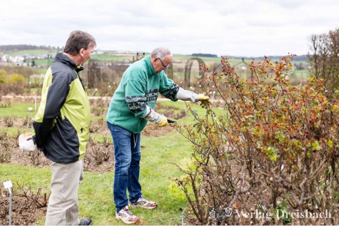 Foto: Sabine Klein / Regionalpark MainPortal gGmbH
Die Teilnehmenden konnten das Gelernte direkt an ausgewählten Rosenstöcken anwenden.