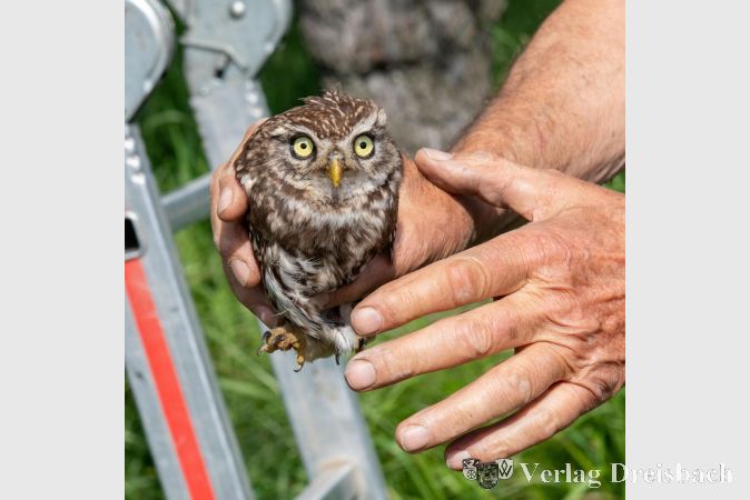Foto: privat
Hier wird ein junger Steinkauz beringt