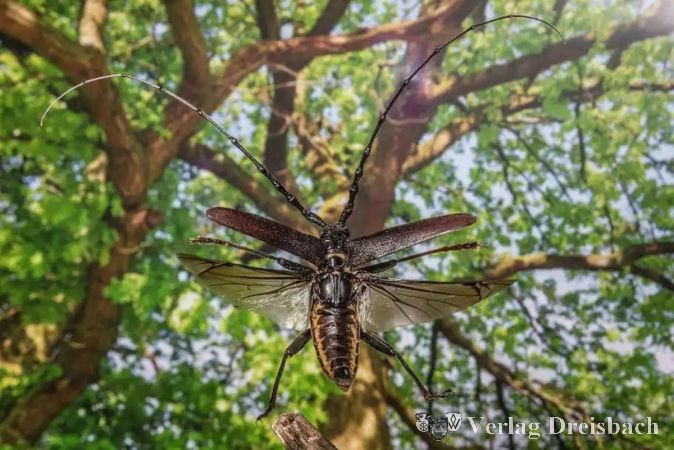 Foto: Herwig Winter / BUND Hessen
Eichenbock im Flug.