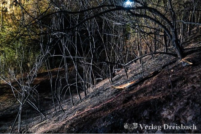 Foto: Feuerwehren Hattersheim
Wiesen- und Waldflächen von etwa 15.000 Quadratmetern standen in Brand.