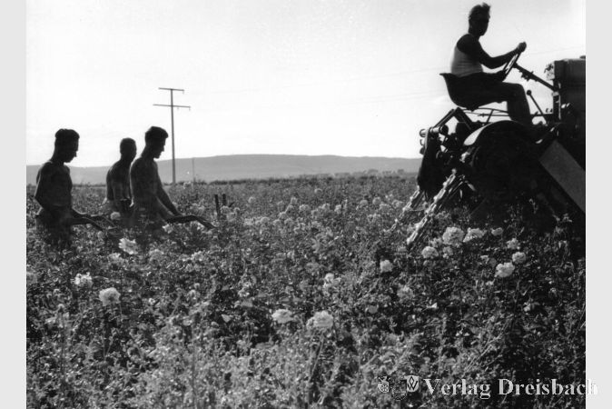 Foto: Fotosammlung Stadtarchiv
Das Fokusthema der diesjährigen Tage der Industriekultur Rhein-Main lautet: „Auf dem Weg in die Moderne“.