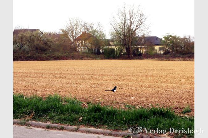 Foto: gus
Dieser Acker südlich der Weilbachhalle soll zum Baugebiet In der Krimling werden, allerdings ist er im kleinteiligen Grundbesitz. Das Geld für den Erwerb der Parzellen steht im Haushalt 2027 bereit, nun müssen es die Eigentümer nur noch wollen.